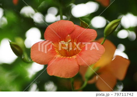 ノウゼンカズラ　Chinese trumpet vine 79711742