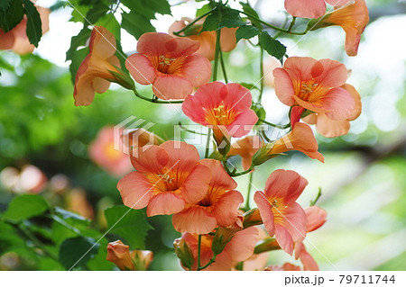 ノウゼンカズラ　Chinese trumpet vine 79711744