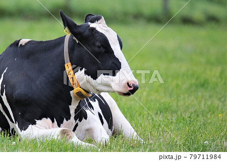ホルスタイン 79711984