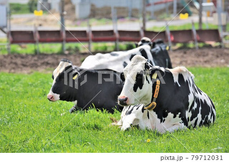 ホルスタイン 79712031