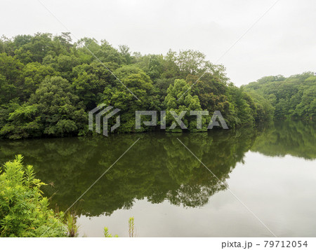 緑の樹木が広がる池の風景 79712054
