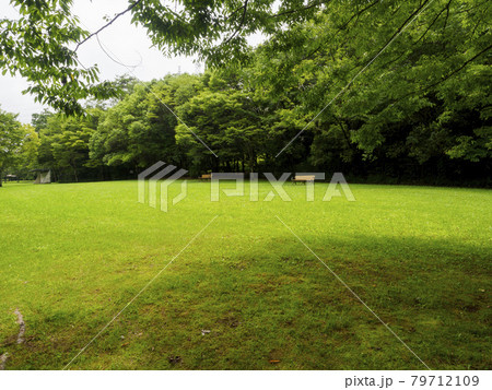 公園の綺麗な芝生広場とベンチのある風景 公園の綺麗な芝生広場とベンチのある風景 79712109