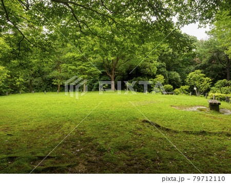 公園の綺麗な芝生広場とベンチのある風景 79712110