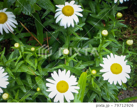 色々なお花を観賞する 色々なお花を観賞する 79712926