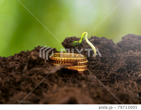 Coins stack of money and growing plant, financial concept 79713005