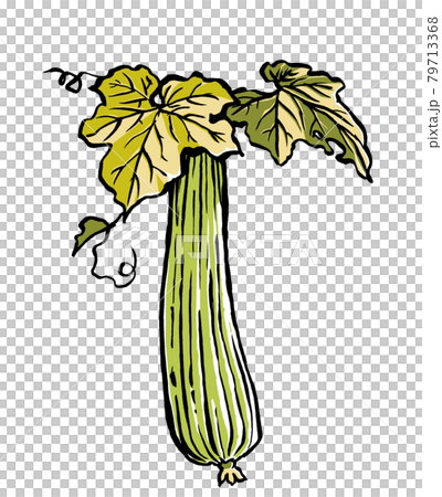 Loofah leaves and fruit, brush drawing and matte painting 79713368