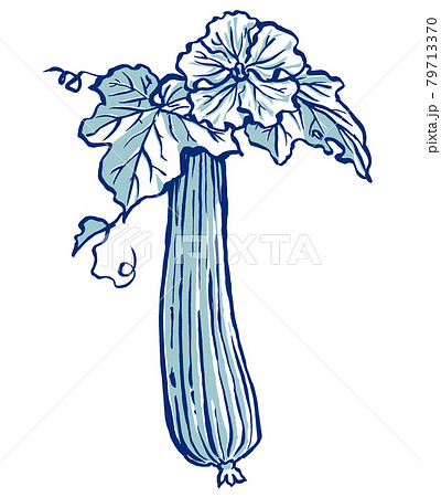 ヘチマの花と実　筆描き・2色塗り 79713370