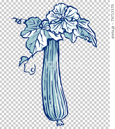 ヘチマの花と実　筆描き・2色塗り 79713370