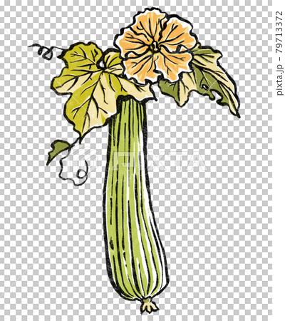 Loofah flowers and fruits, woodblock print style 79713372