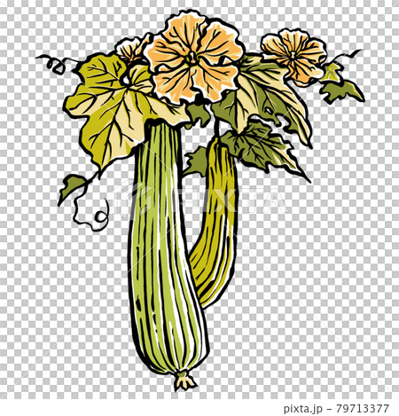 ヘチマの花と2本の実 筆描き・マット塗り ヘチマの花と2本の実 筆描き・マット塗り 79713377