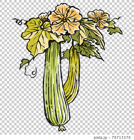 ヘチマの花と2本の実 版画風のイラスト素材