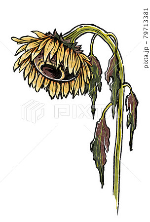 枯れかけたヒマワリの花　版画風 79713381