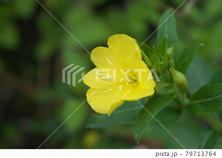 マツヨイグサ【緑背景】 79713764