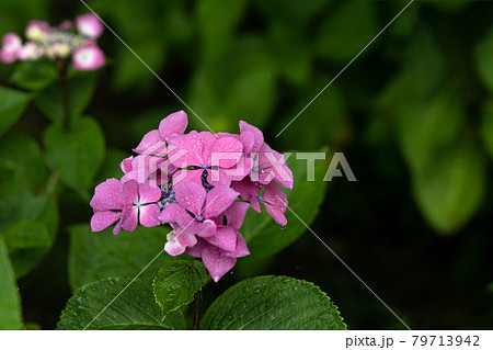 雨上がりの紫陽花、ウインドミル 雨上がりの紫陽花、ウインドミル 79713942