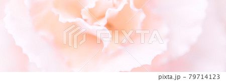 Abstract floral background, pale pink carnation flower. Macro flowers backdrop for holiday brand design Abstract floral background, pale pink carnation flower. Macro flowers backdrop for holiday brand design 79714123
