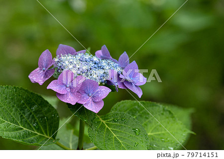 雨上がりの紫陽花、ロットケルヘン 雨上がりの紫陽花、ロットケルヘン 79714151