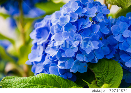 紫陽花の咲く頃 79714374