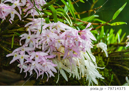 石斛の花咲く頃 79714375
