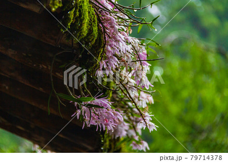 石斛の花咲く頃 79714378