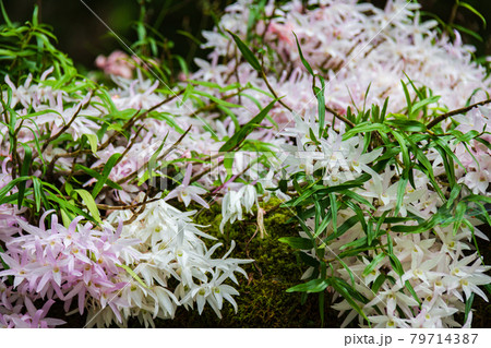 石斛の花咲く頃 79714387