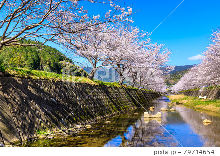 琴海戸根川の桜 【長崎市】 琴海戸根川の桜 【長崎市】 79714654