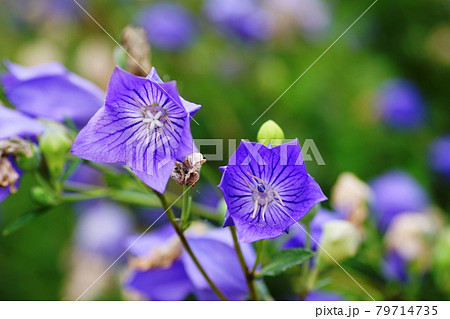 キキョウ　Balloon flower 79714735