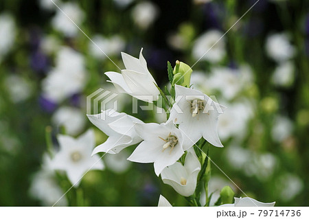 キキョウ　Balloon flower 79714736