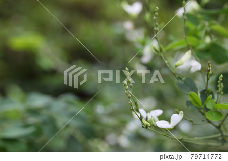 シロハギの花芽 79714772