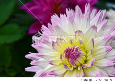 ダリアの花 ダリアの花 79714819