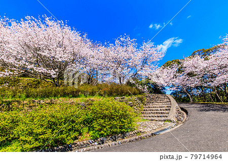 琴海中央公園の桜　【長崎市】 79714964
