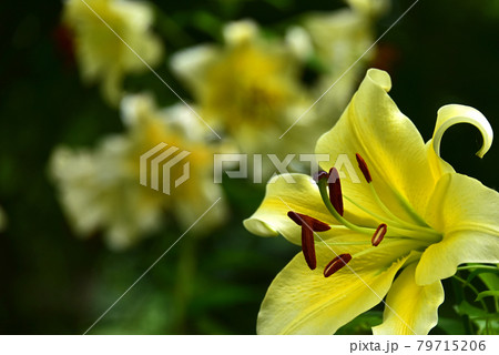 百合の花 79715206
