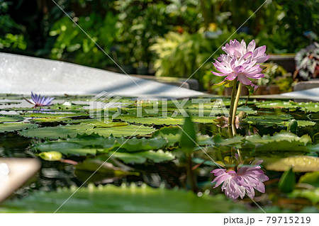 滋賀県草津市 水生植物公園みずの森の温室ロータス館の池に浮かぶハスの花の写真素材