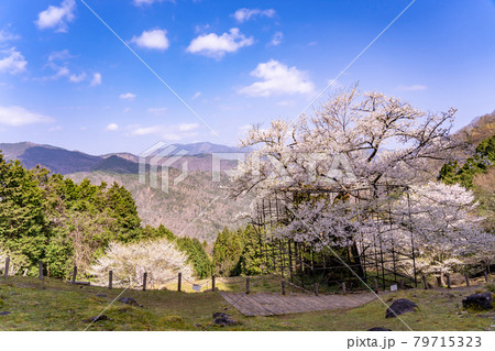 兵庫県養父市にある樽見の大桜と山道 79715323