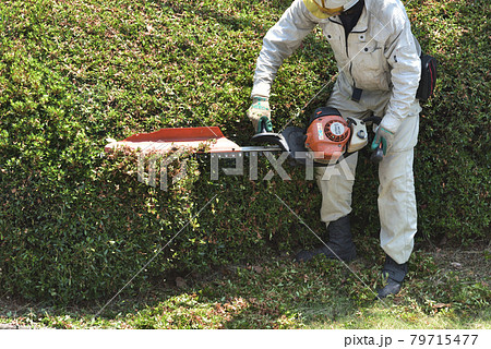 植木職人のバリカンで刈込作業 79715477