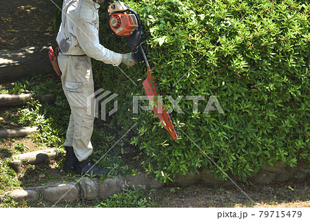 植木職人のバリカンで刈込作業 79715479