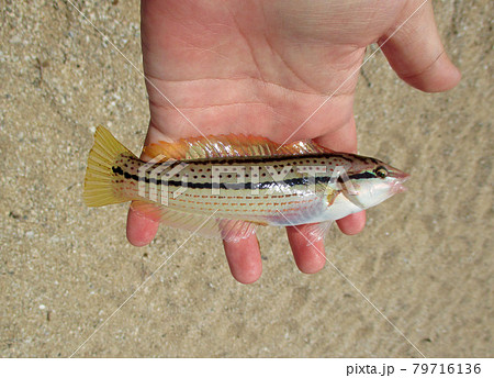 砂浜で釣れたキュウセンベラのメス(赤ベラ) 砂浜で釣れたキュウセンベラのメス(赤ベラ) 79716136