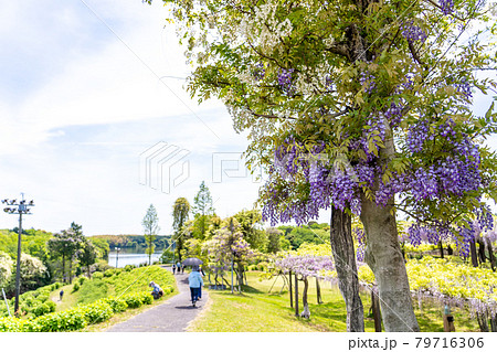 三重県津市　かざはやの里の藤の花を鑑賞しながら散策する人 79716306