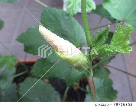 一日しか咲かないオクラの花が閉じました 79716352