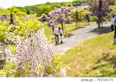 三重県津市 かざはやの里の藤の花を鑑賞しながら散策する人 三重県津市 かざはやの里の藤の花を鑑賞しながら散策する人 79716375
