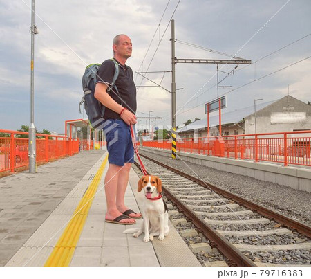 Traveller is waiting at the railway station. Older backpacker and his beagle dog. Active man 79716383