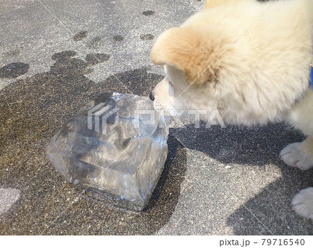初めて見る氷に少し怖がりながら近づく小犬 79716540