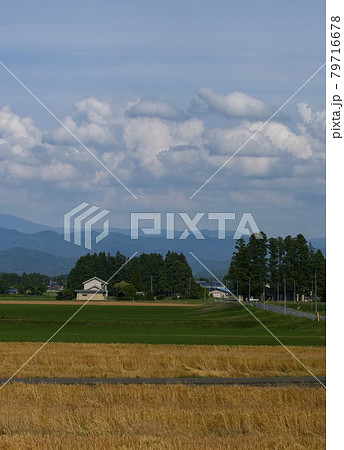 植物、写真 麦秋の季節 小麦アレルギーのグルテイン 小麦実りの初夏 東北の初夏の風物詩 小麦色の肌 植物、写真 麦秋の季節 小麦アレルギーのグルテイン 小麦実りの初夏 東北の初夏の風物詩 小麦色の肌 79716678