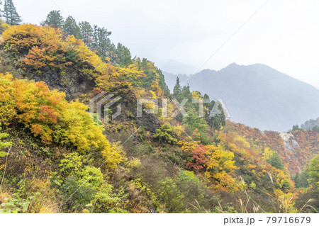 白山の紅葉 79716679