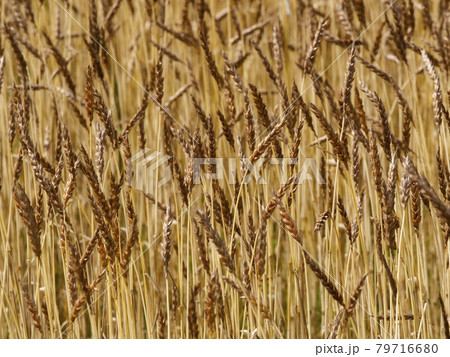 植物、写真　麦秋の季節　小麦アレルギーのグルテイン　小麦実りの初夏　東北の初夏の風物詩　小麦色の肌　 79716680