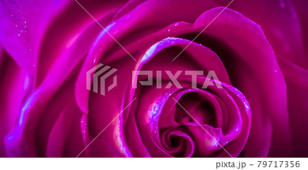 Soft focus, abstract floral background, purple rose flower. Macro flowers backdrop for holiday brand design 79717356