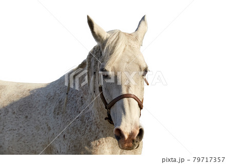Portrait of an arabian horse of gray color on a white background 79717357