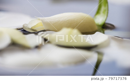 White rose petals on blue water. For a water festival or spa 79717376