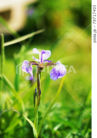 山野草　”ヒオウギアヤメの花　 79717405