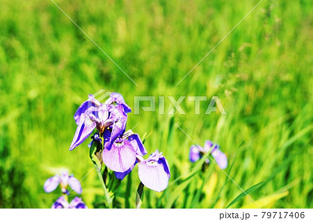 山野草　”ヒオウギアヤメの花　 79717406