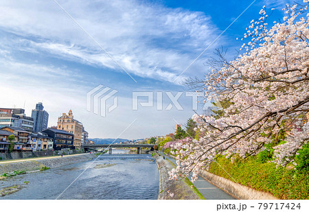 京都 春 満開の桜 鴨川 京都 春 満開の桜 鴨川 79717424